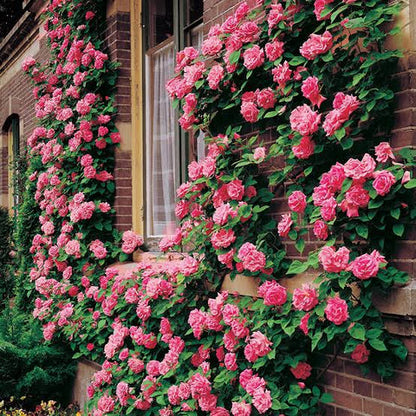 Twisora™ Elegant Climbing Rose Flower Seeds